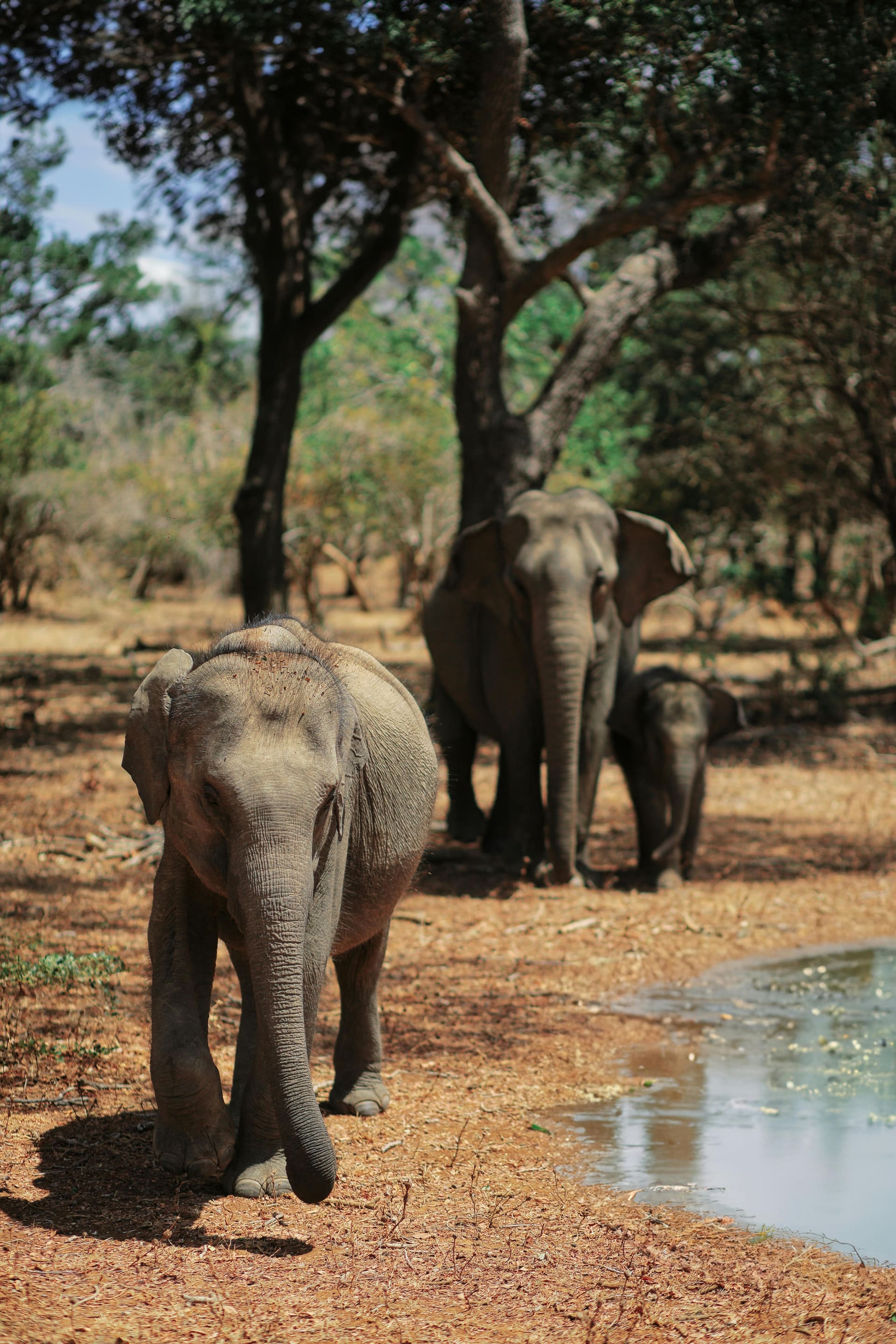Wildlife Safaris
