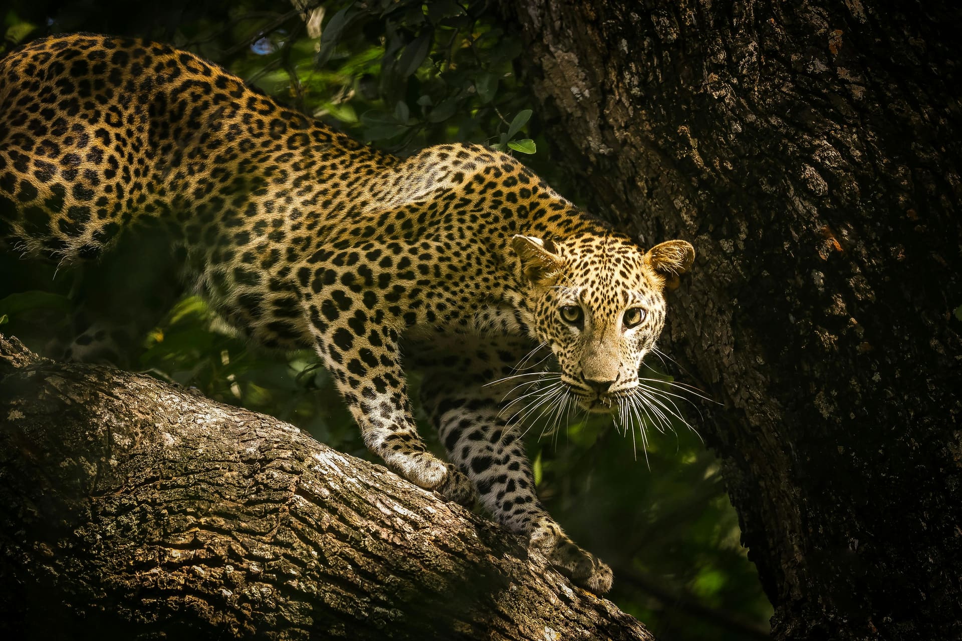 Sri Lanka Family Adventure